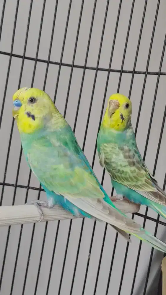 Burung Parkit mutasi
