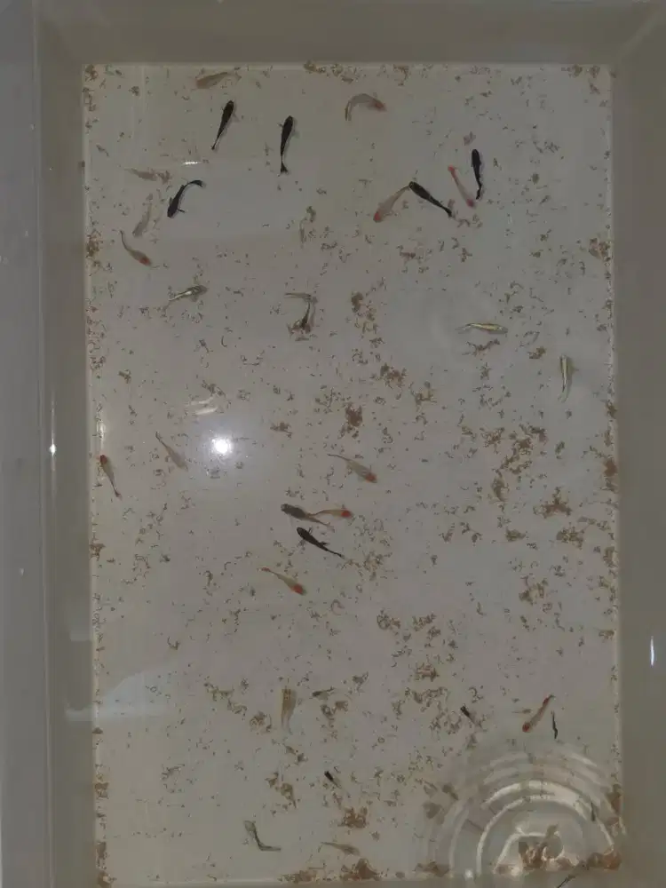 ikan guppy black moscow,platinum koi,full gold
