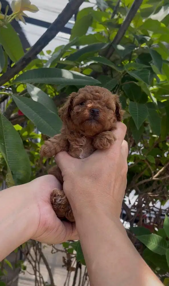 Open book poodle lucu 1 betina 3 jantan