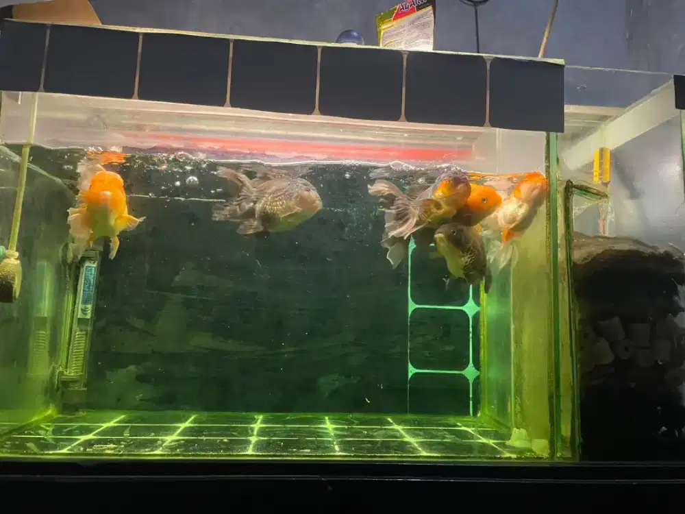ikan koki fullset dengan aquarium