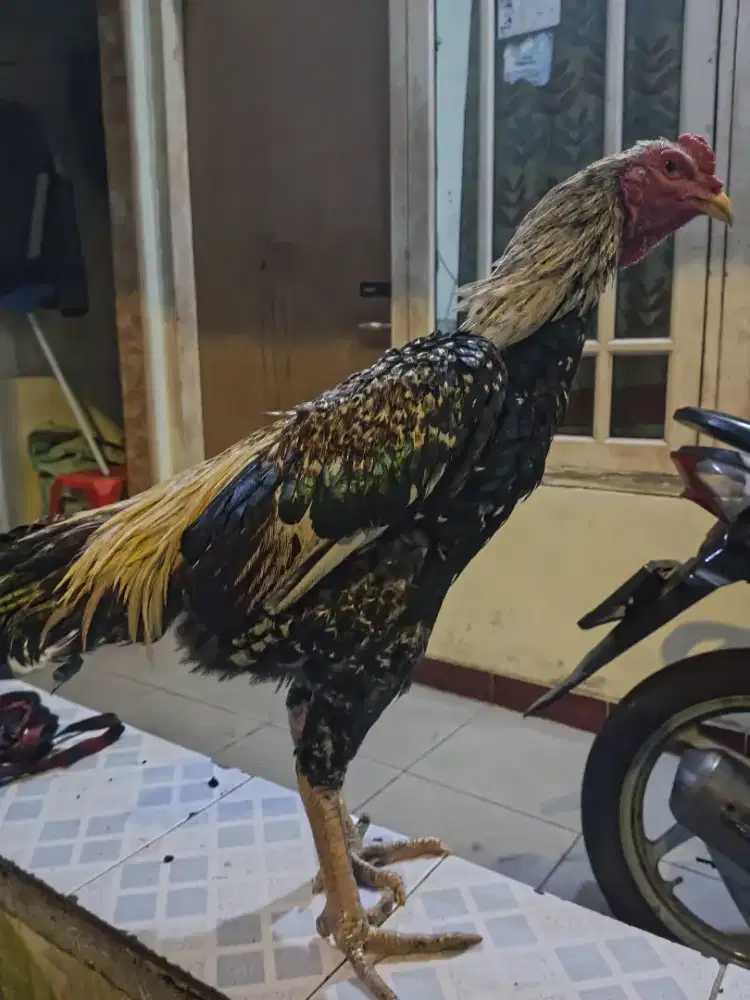 Ayam bangkok jalak