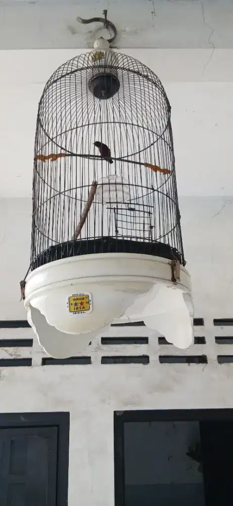 Burung konin rawatan rajin bunyi