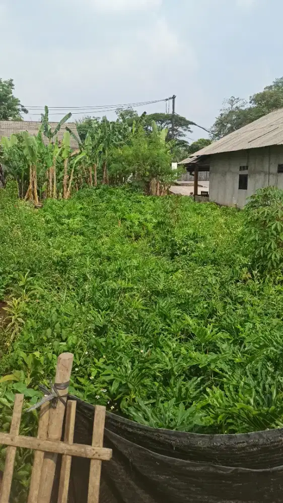 Dendrum farm segar