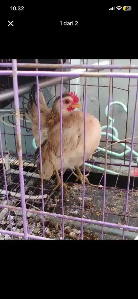 Ayam serama betina