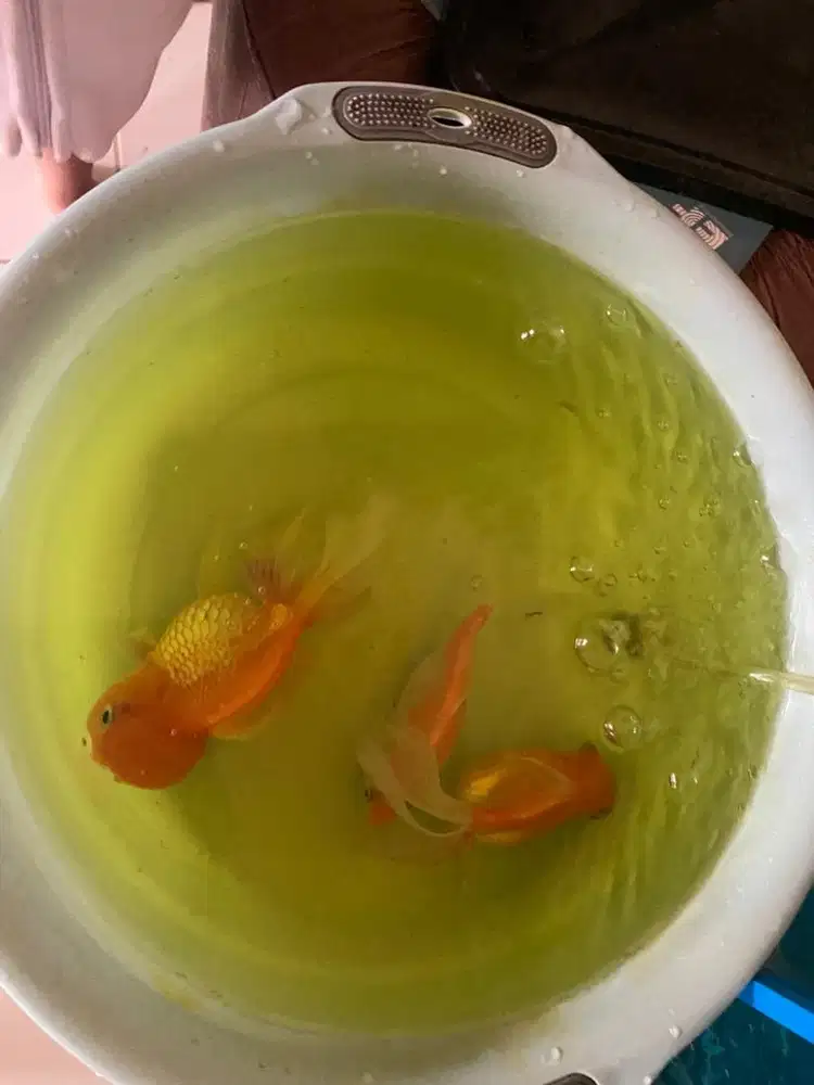 Ikan mas koki oranda 2 ekor