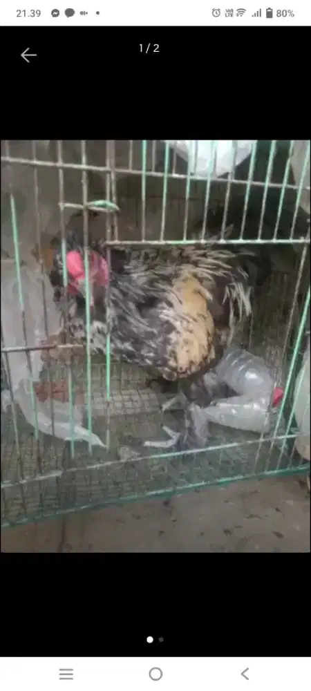 Ayam brahma jantan muda