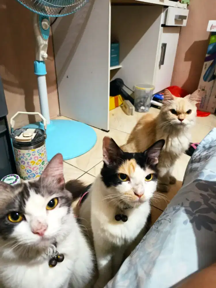 lepas adopsi kucing betina