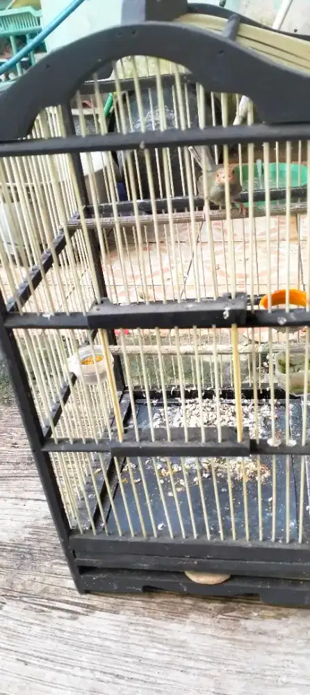 Burung prenjak atas JANTAN