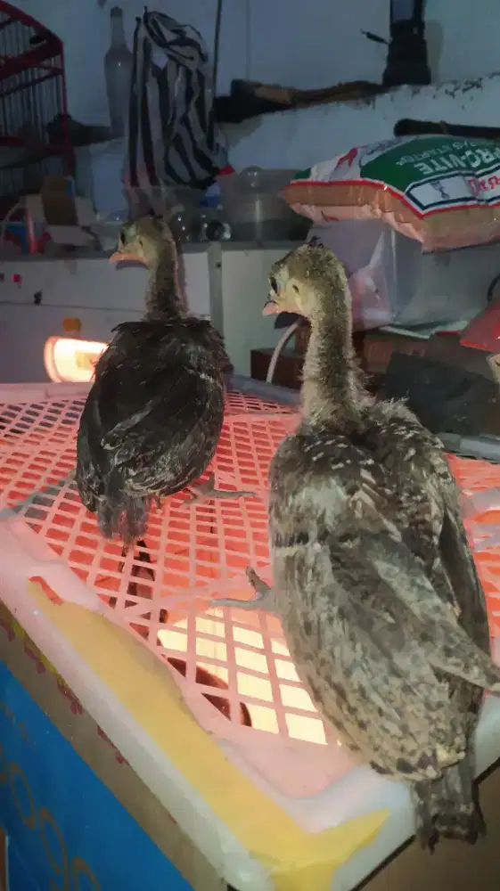 Anakan ayam hias merak biru