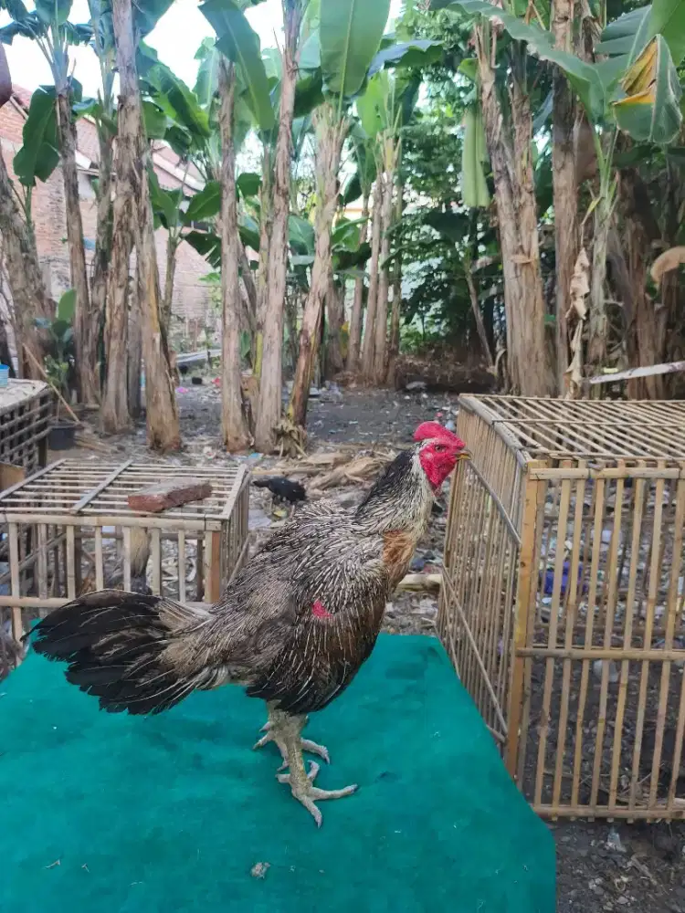 Ayam laga pama original