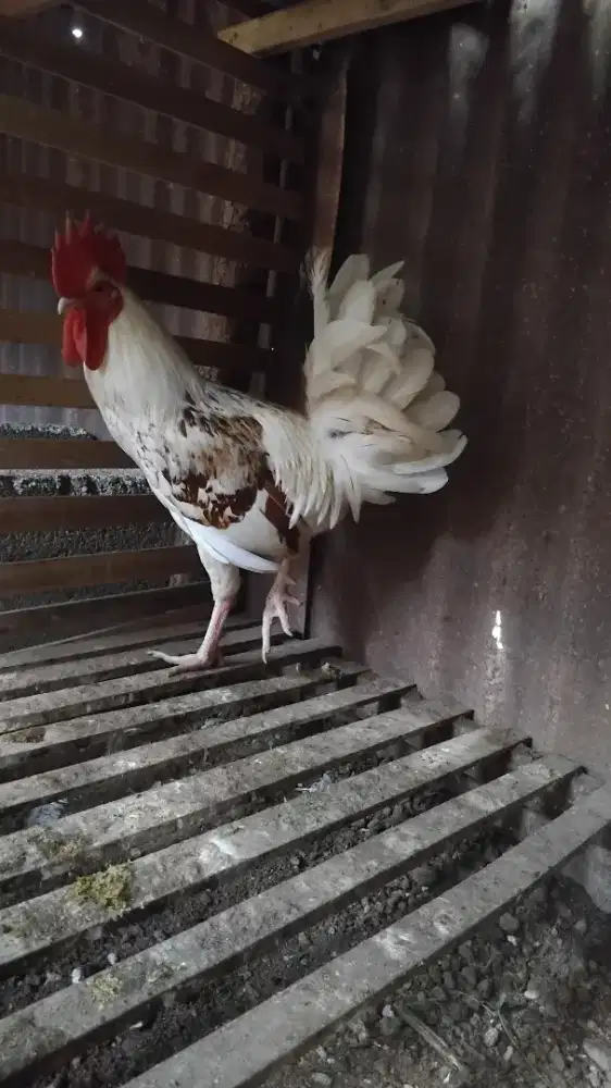 Ayam elba jantan