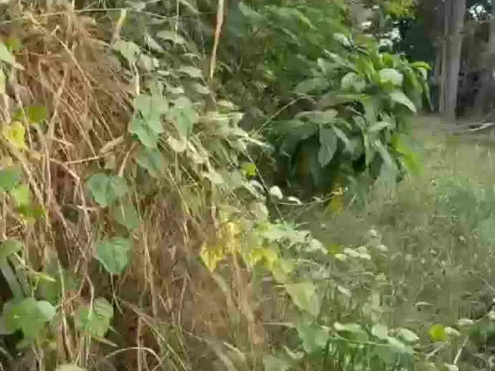 Tanah Kavling Dijual di Jelupang. Serpong. Untuk Investasi