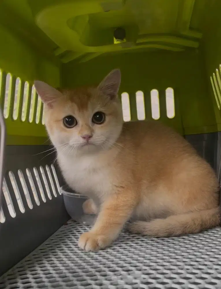 Kucing british short hair bsh golden dan point