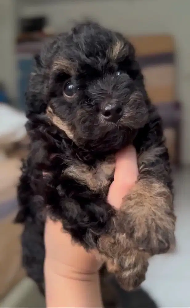 Dijual anak anjing poodle phantom rare , imut, lucu, gemes