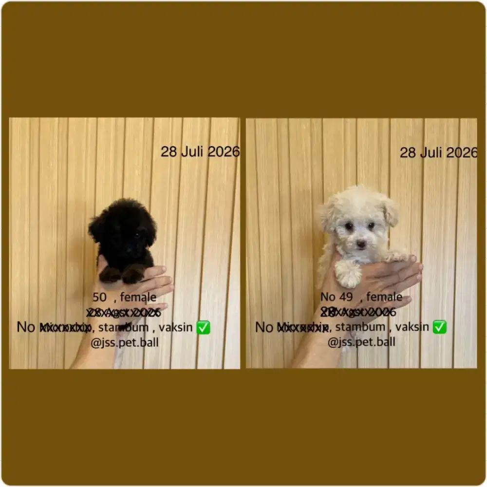 Toy poodle lucu face