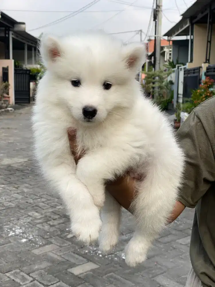 Samoyed stambum vaksin
