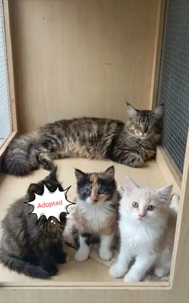 Kitten mainecoon mix persia perekor 500