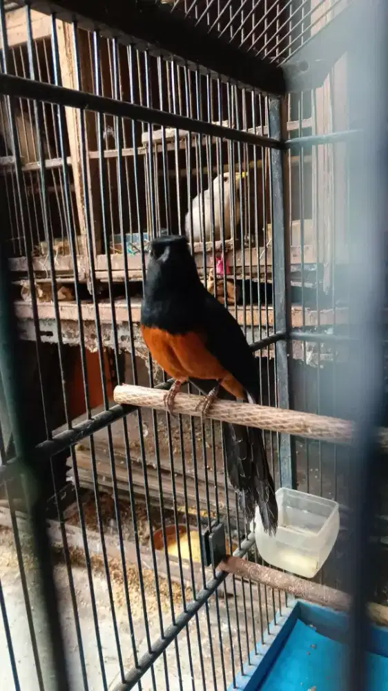 murai ekor hitam nias
