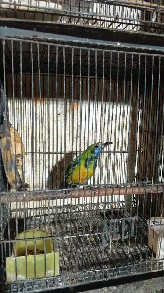 cungko trotol jantan