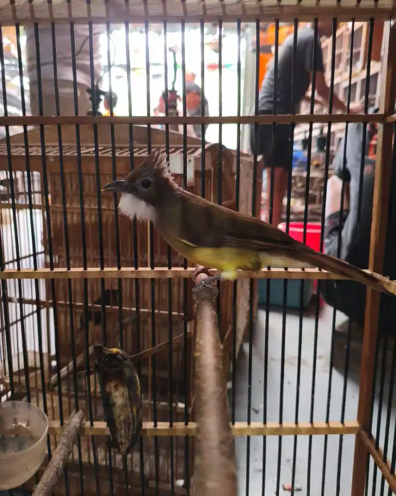cucak jenggot bahan