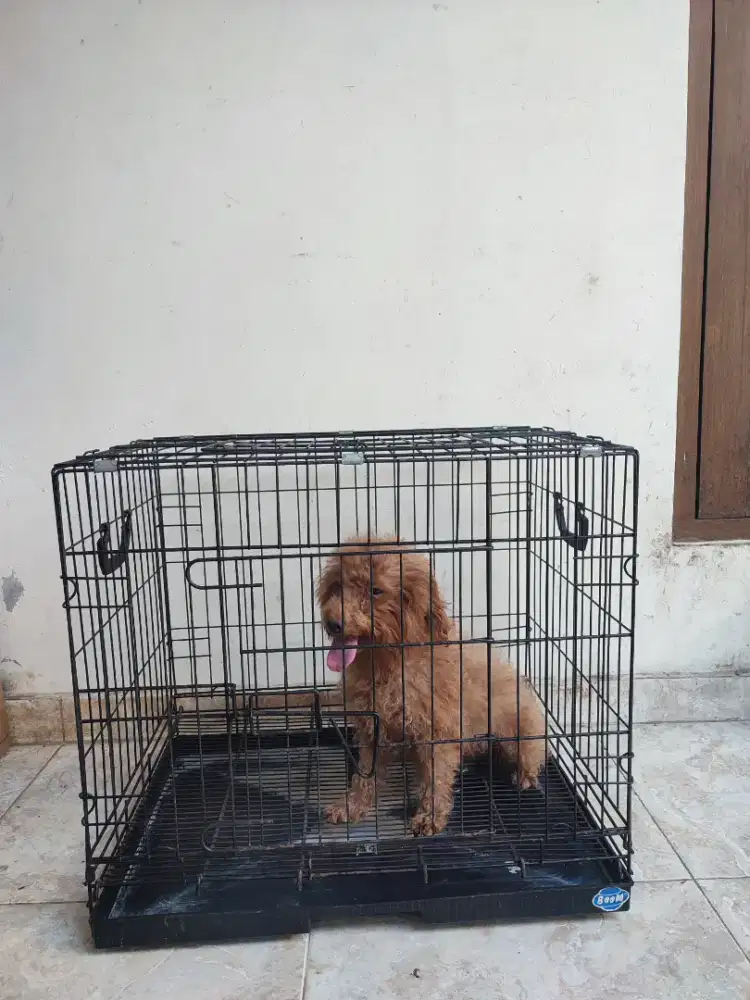 Poddle betina 1tahunan