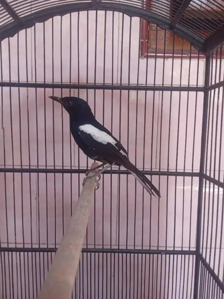 Kacer lokal / Dada hitam