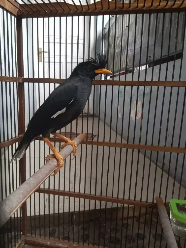 jalak thailand mulus