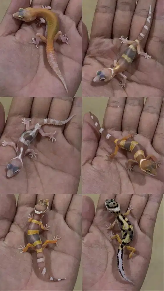 Leopard Gecko Cerah