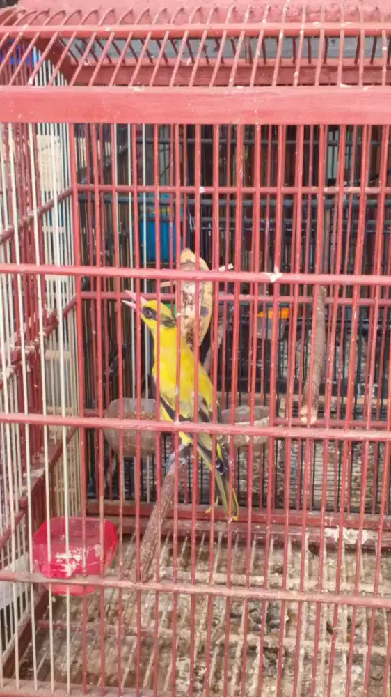 kepodang jawa mulus