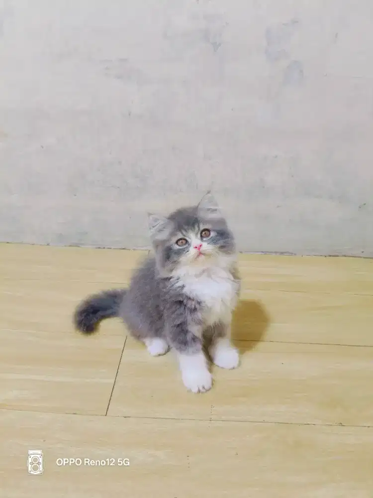 Kitten Persia abu putih