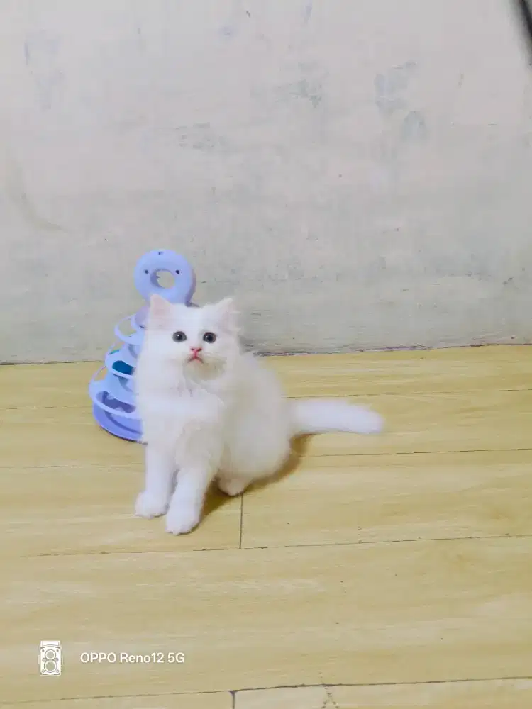 Kitten Persia putih solid
