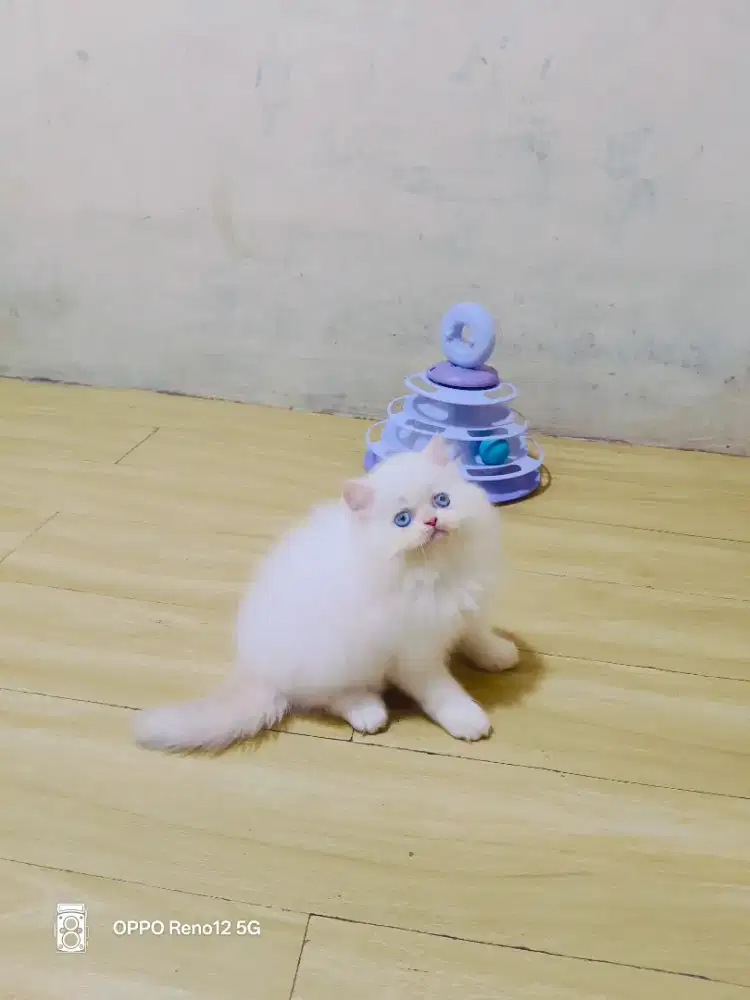 Himalaya red point jantan