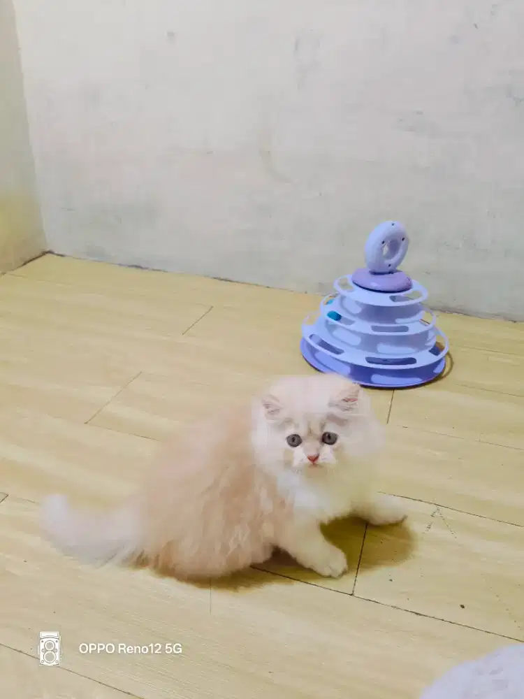 Kitten Persia cream muda