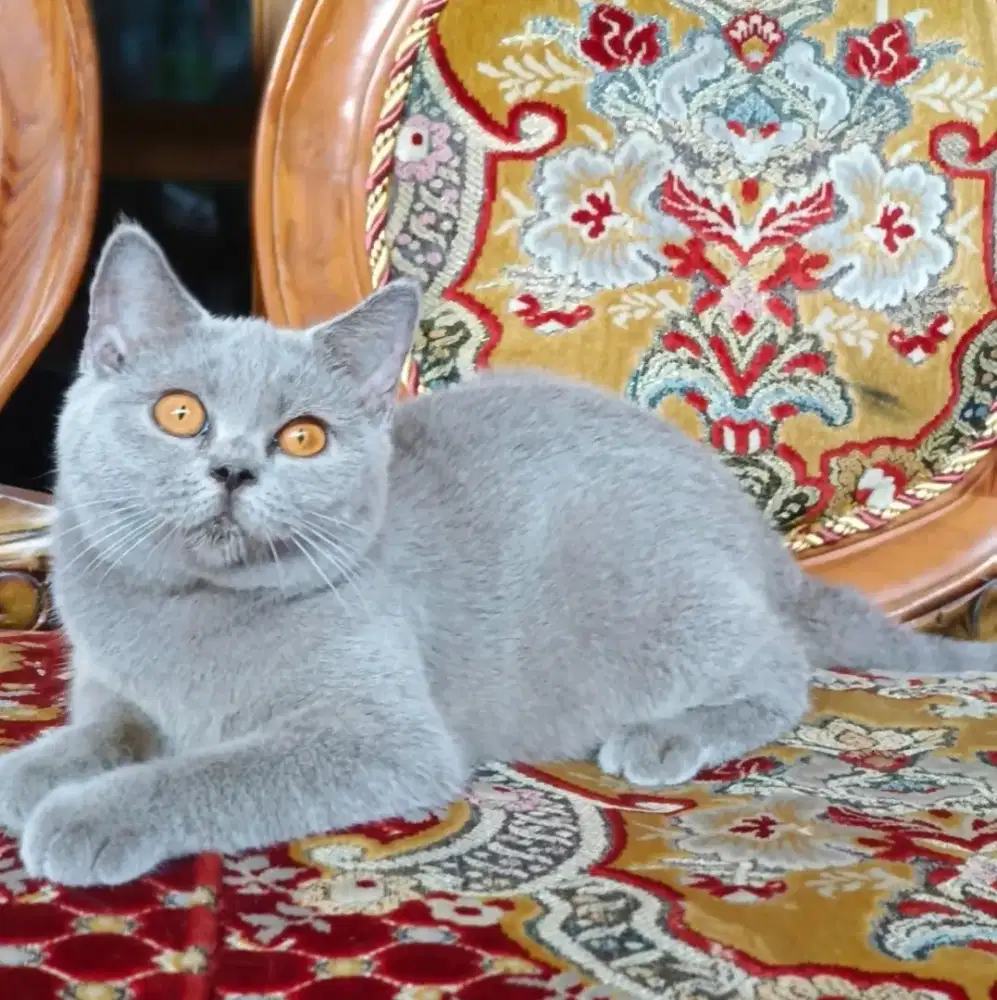 Kucing BSH / Britis Short Hair