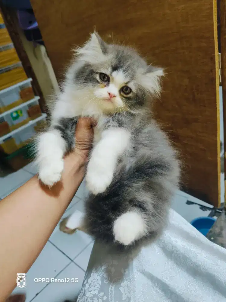 Kitten Persia abu putih jantan