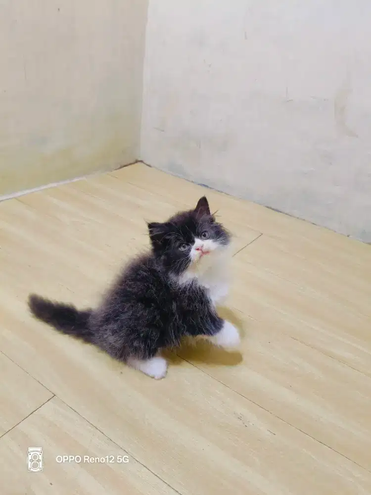 Kitten Persia hitam putih