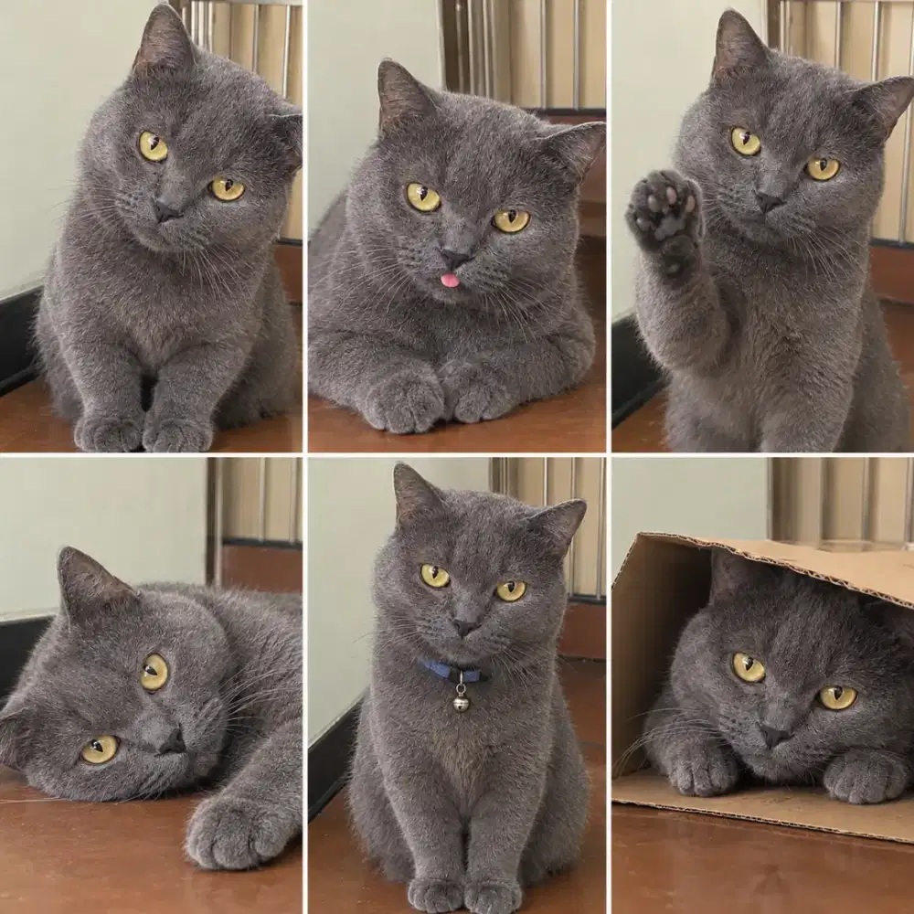 Bsh mix busok kucing langka jago pacak pinter cari uang