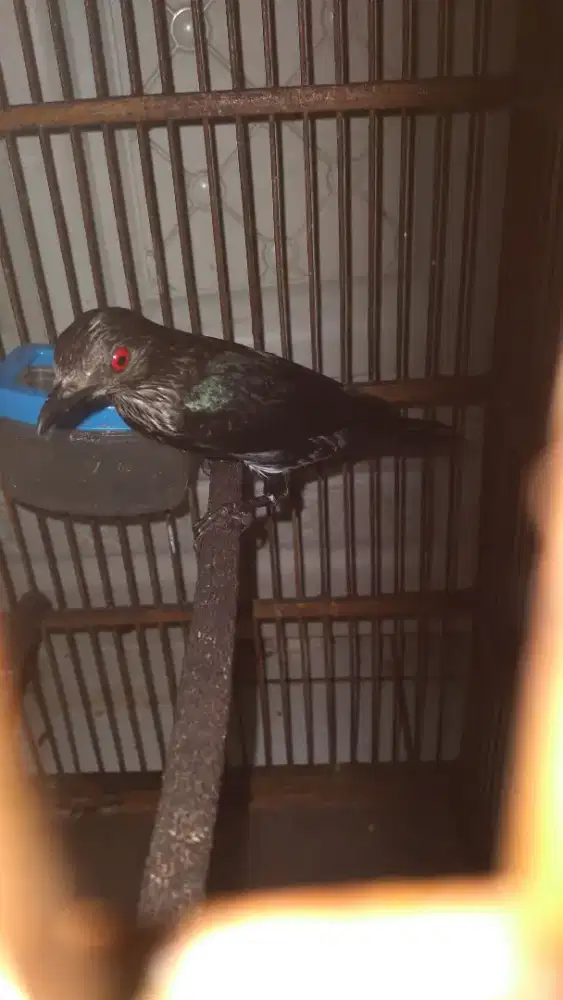 burung cucakeling