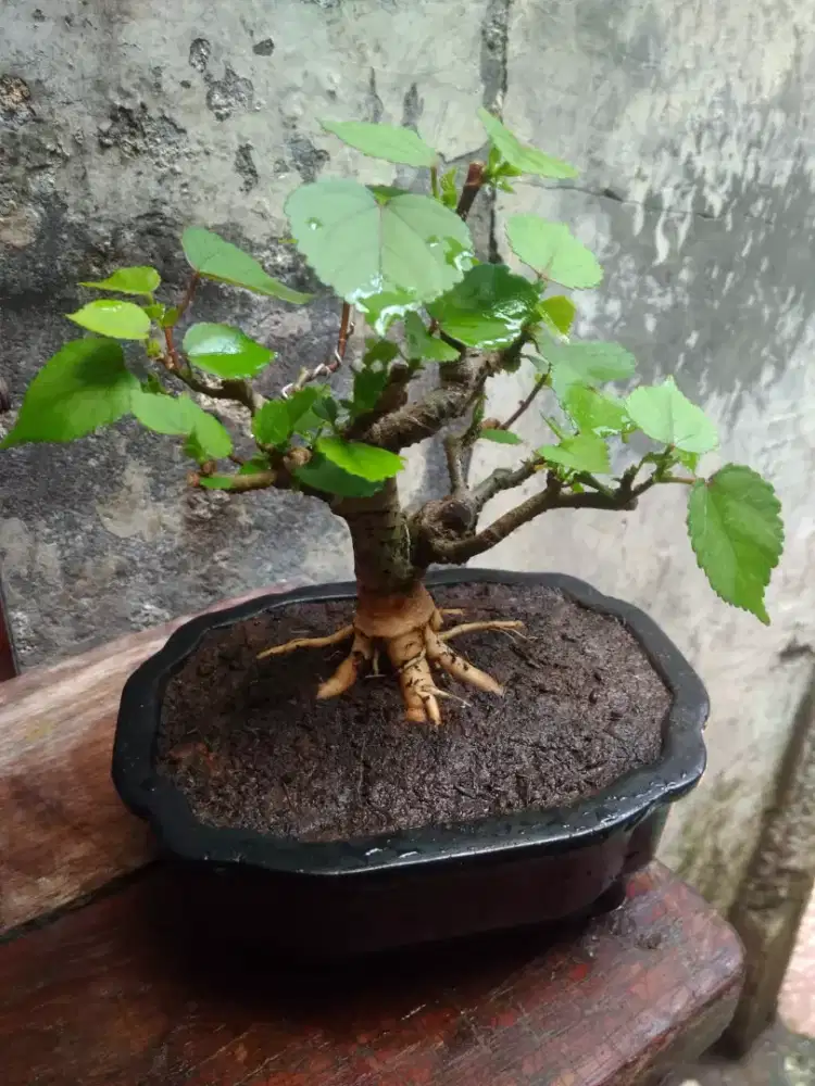 Bonsai Waru Taiwan