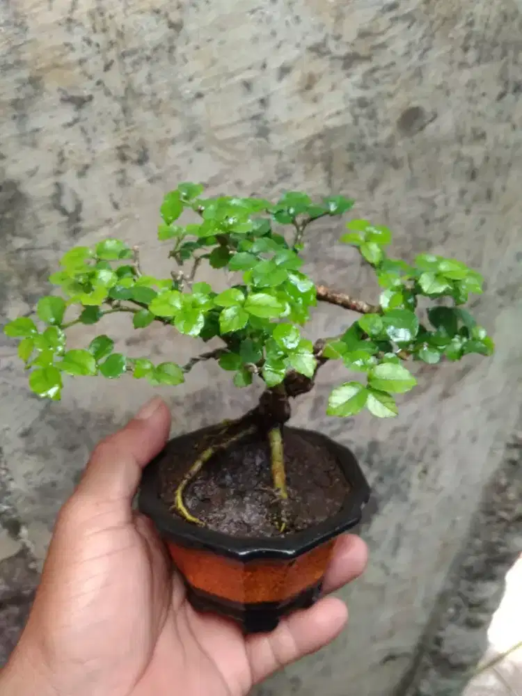 Bonsai Serut Shito