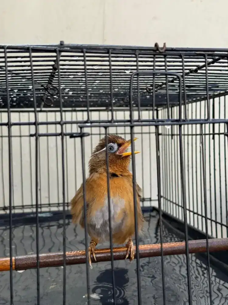 burung wambi MH jantan