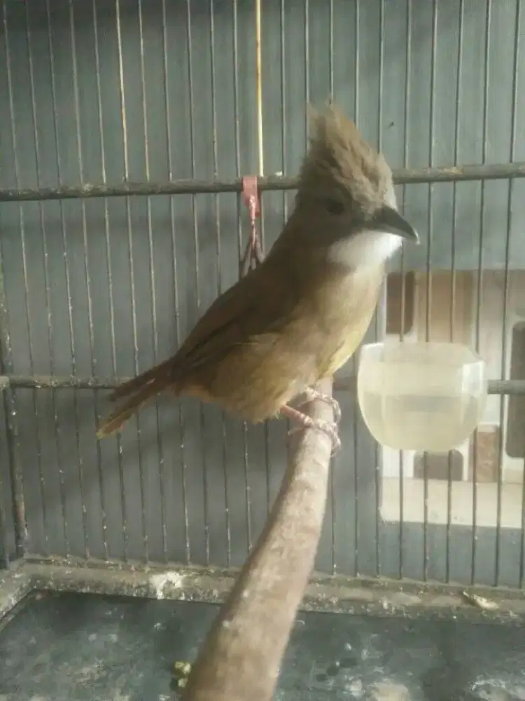 cucak jenggot sumatra