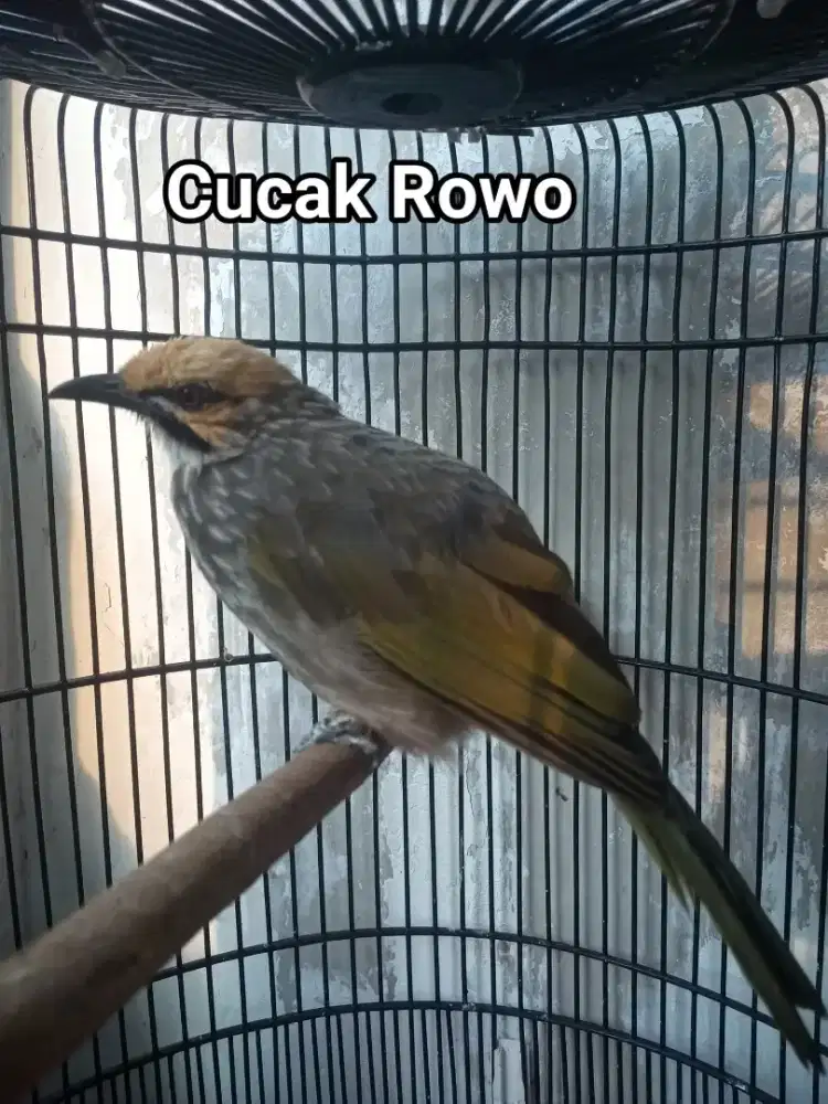 cucak rowo DNA jantan