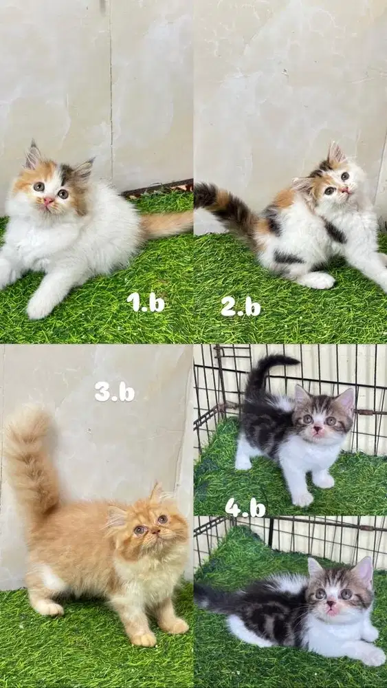 Kucing Persia dan bsh