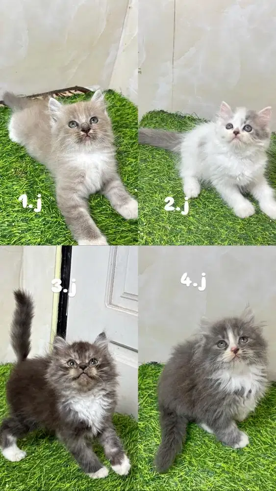 Kucing persia bigbon