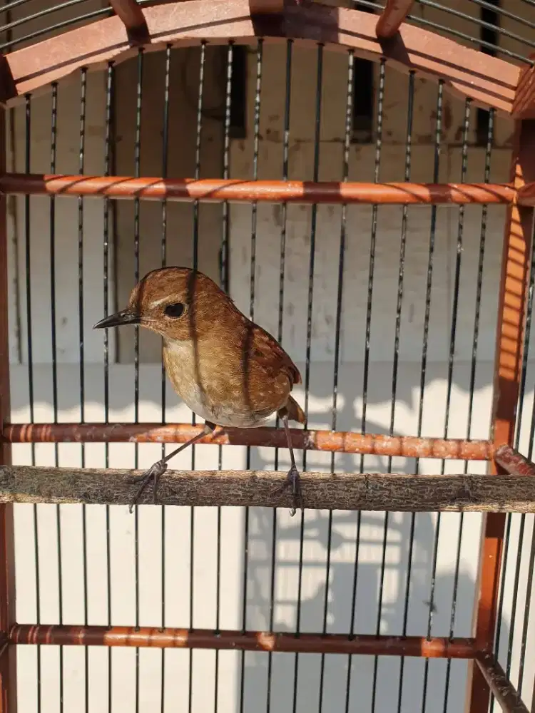 jongkangan jabar jantan