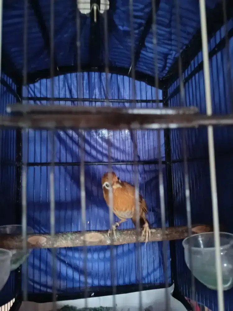 Burung wambi lokal jantan