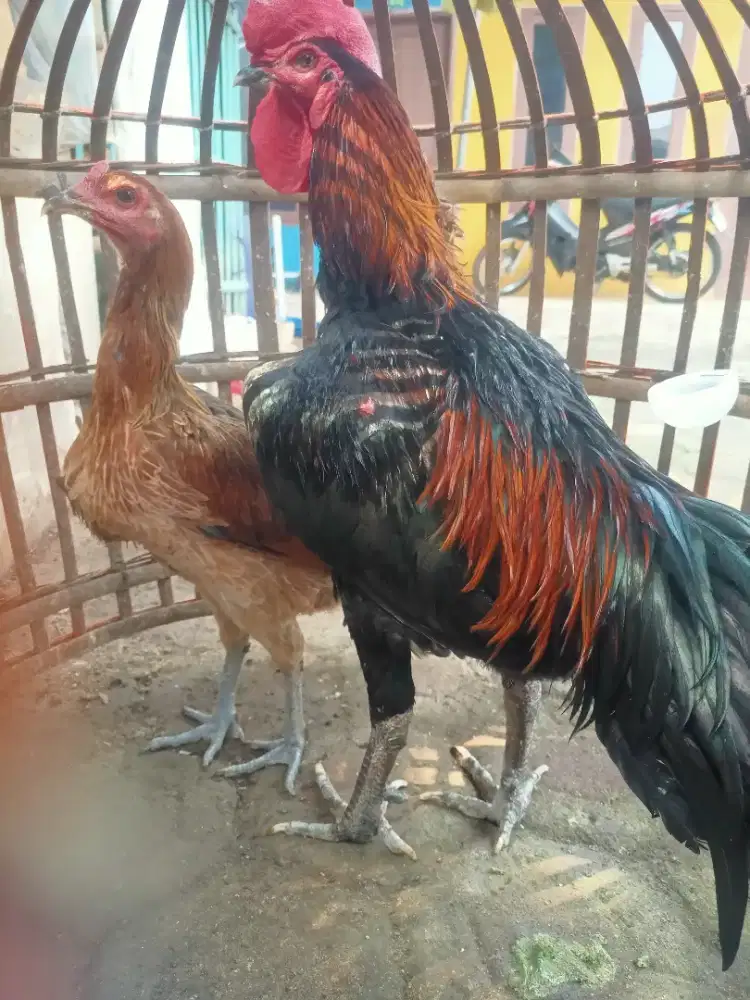 Ayam Pelung Sepasang