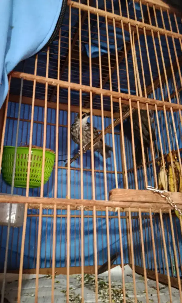 Burung cucak rowo sepasang DNA