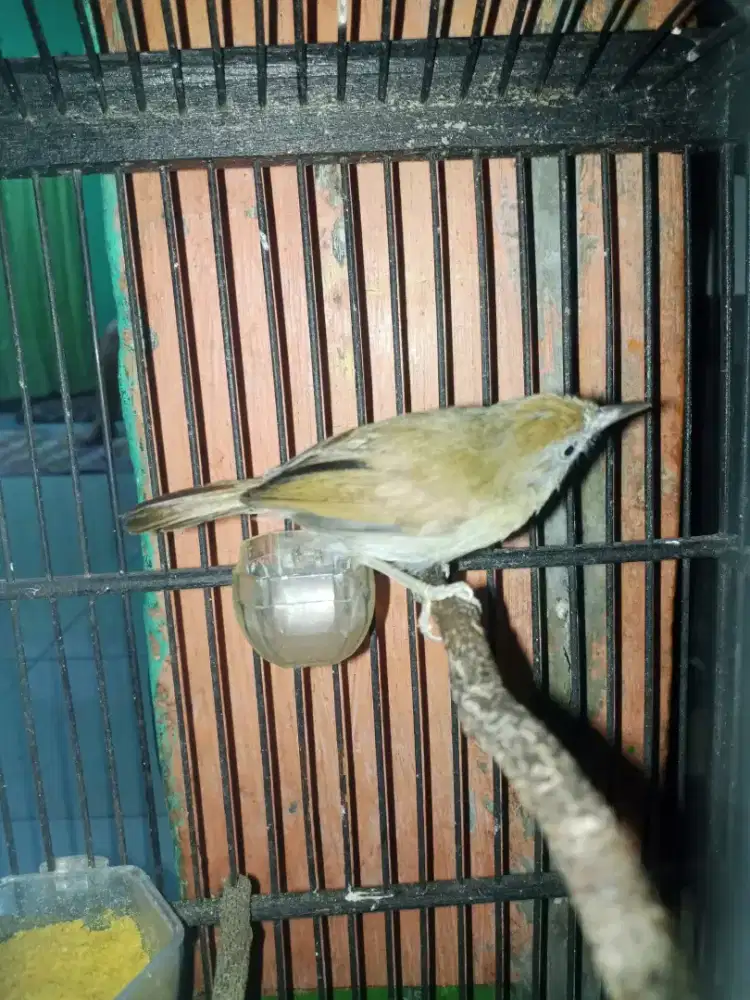 jenggot mini mulus